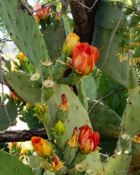Arizona-Sonora Desert Museum